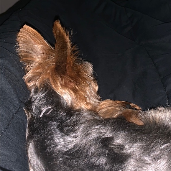 Meet your Posher, Mariana - Picture 1 of 1